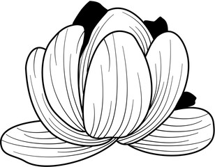 flower petal continuous line drawing