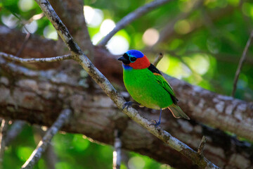 bird on a tree