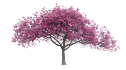 Cherry blossom on white background