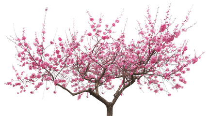 Cherry blossom on white background