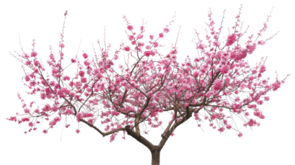 Cherry blossom on white background
