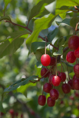 Ripe Autumn Olive Berries (Elaeagnus Umbellata) growing on a branch . oleaster