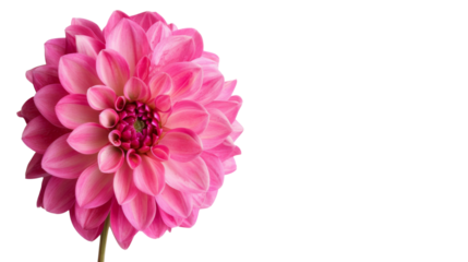 Carnation flower pink on white background