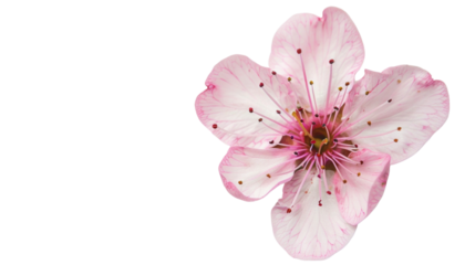 Carnation flower pink on white background