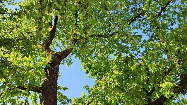 The sound of birds and a village bell ring out in the branches of an old cherry tree. Coburg, Germany, Europe