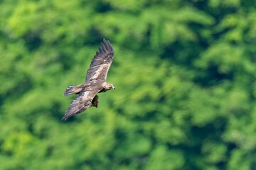 グリーンバックに獲物をつかんで悠然と飛ぶ繁殖期のイヌワシ成鳥