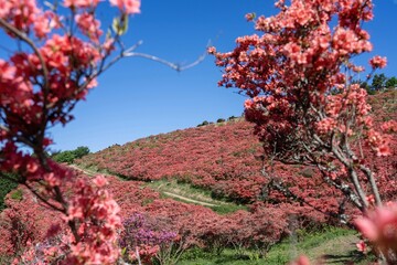 青空バックに展望台から見上げる満開のツツジの絶景