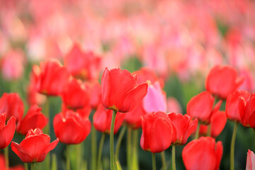 Obraz premium Beautiful tulips are in full bloom