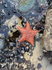 Bat Star at San Luis Obispo beach