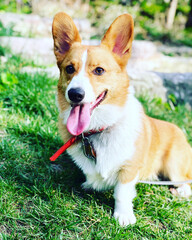 A cute, adorable, energetic, curious, and playful corgi dog frolics in the forest, dashing through fallen leaves and leaping over small logs. Corgi puppy. A good companion for hiking.