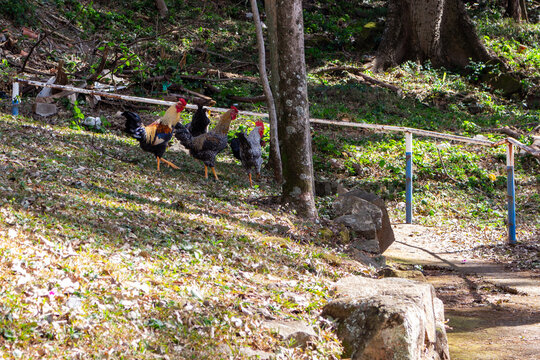 Galos no terreno da igreja de Nossa Senhora de Lourdes - &Aacute;GUAS DA PRATA, SP, BRAZIL - JULY 23, 2023: Roosters loose on the grounds of the Nossa Senhora de Lourdes church.