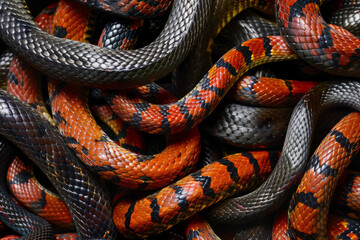 Fototapeta premium Close up of snakes tangled together. Chinese new year 2025 background. Year of the snake
