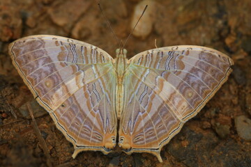 Cyrestis Cocles, the marbled map, is a species of nymphalid butterfly found in parts of Asia.
Ban Krang Campsite,Kaeng Krachan National Park, Petchburi,Thailand