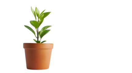 Fototapeta premium Plant in a pot on white background