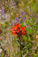 North America, Washington State, Pacific Northwest, Skamania County. Mount St. Helens. Indian Paint Brush, aka Prairie-Fire or Castilleja.