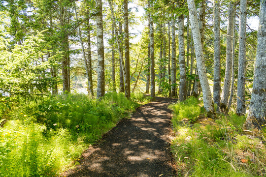 North America, Washington State, Pacific County, Megler,  Columbia River. Walk along the North Shore of the Columbia River. Fir, Maple, and Red Alder trees.
