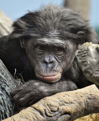 Face of a chimpanzee (Pan troglodytes) looking sad.