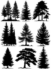 Obraz premium set of black silhouette pine tree forests on white background
