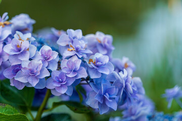 紫陽花の花咲く太宰府天満宮