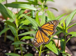 Fototapeta premium Close-up shot of a Monarch butterfly (Danaus plexippus) larvae laying eggs on Swan plant leaves on a sunny day, in Dunedin, New Zealand