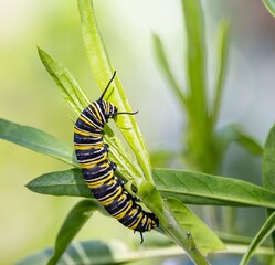 Close-up shot of a Monarch butterfly (Danaus plexippus) larvae eating Swan plant or Milkweed leaves on a sunny day, in Dunedin, New Zealand