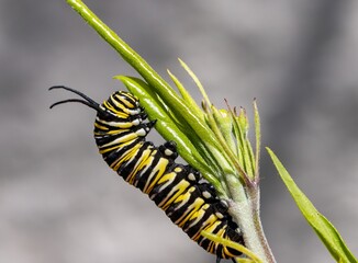 Close-up shot of a Monarch butterfly (Danaus plexippus) larvae eating Swan plant or Milkweed leaves on a sunny day, in Dunedin, New Zealand