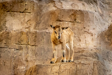 Obraz premium 見つめるマーコールの赤ちゃん