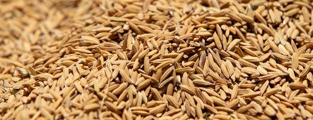 Close up Paddy rice background