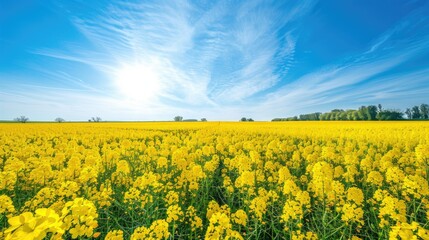 Obraz premium A field of yellow flowers with a clear blue sky in the background. The sun is shining brightly, making the flowers look even more vibrant. The scene is peaceful and serene