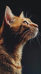 International Cat Day, copy space,