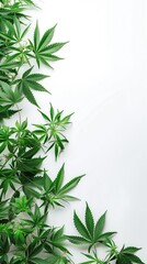 Cannabis Leaves and Flowers Border, Natural Organic Green Hemp Leaf, THC Marketing CBD Advertising Medicinal Herbs Isolated White Background, Plant Garden Backdrop Copy Space for Text
