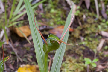 A wild greenhood, pterostylis, orchid flowering on the forest floor, New Zealand.