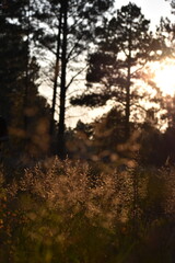 Obraz premium sunset in the forest