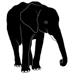 Animals African Elephant