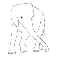 Animals African Elephant Outline