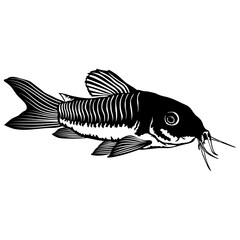 Aquarium Fish Collection Cory Catfish