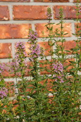 close up Rosemary herb leaf and flower in red brick wall background.