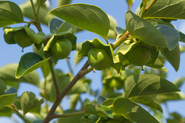 This is a persimmon tree that is starting to produce fruit.