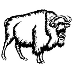 Bison Buffalo