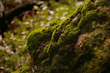 moss on stone