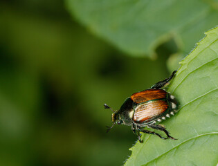 A Japanese Beetle Rests on Green Leaf