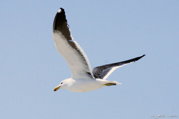 Uma linda gaivota sobrevoando o céu da praia de Cordeirinho - Maricá - RJ
