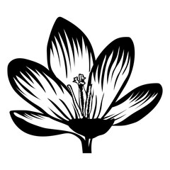 Crocus Flower Single