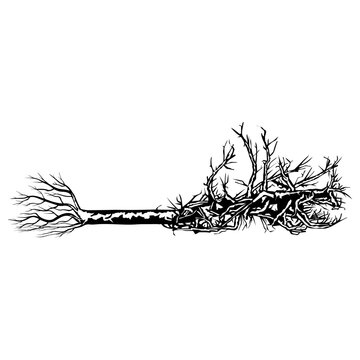Fallen Tree With Roots Tree Uprooted Tree Tree