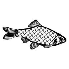 Fish AquariPuntius Fish