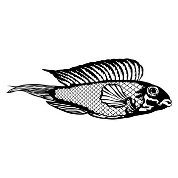 Fish Cichlid