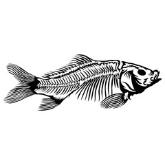 Fototapeta premium Fish Skeleton Carp