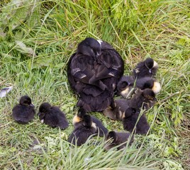 A feral female hybrid domestic duck (domestic Swedish Blue breed x wild Mallard Anas platyrhynchos) sleeping on the grass with a group of cute ducklings with different plumages, in Dunedin New Zealand