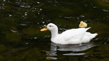 A close-up shoot of a 17 years old female domestic white duck (the breed Pekin) living in the wild, with her newborn yellow duckling, swimming in the Water of Leith, Dunedin, New Zealand