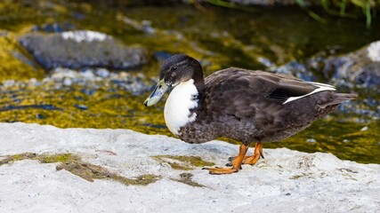 A close-up shot of a hybrid subadult male domestic duck (Swedish Blue breed x wild Mallard), with distinctive white breast and primaries, foraging on the rocks in the Water of Leith, Dunedin, NZ